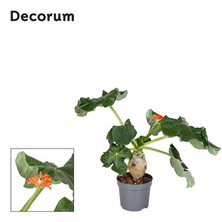 Jatropha Podagrica Oranje