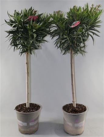 Nerium Oleander Mix On Stem Stem Mix 10+