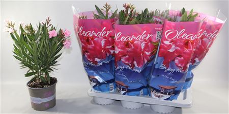 Nerium Oleander Single Flower Mix
