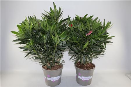 Nerium Oleander Mix Bush