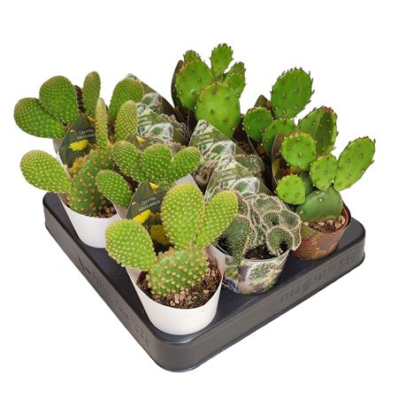 Opuntia Mix Potcover