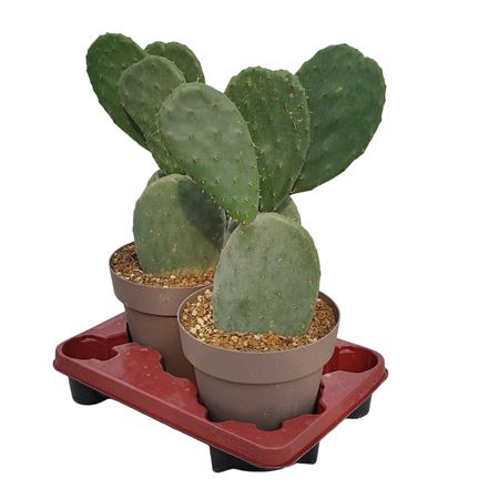 Opuntia Ficus Indica