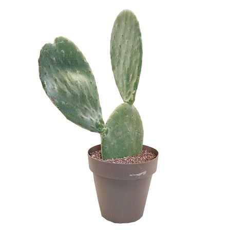 Opuntia Ficus Indica