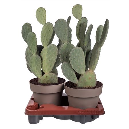 Opuntia Tomentosa