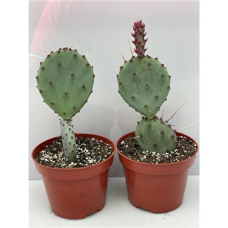 Opuntia Mickey Mouse Ears