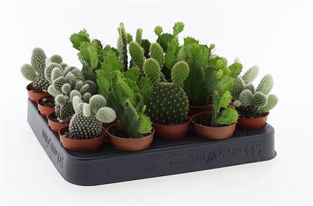 Opuntia Mix
