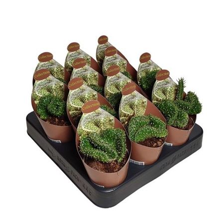 Opuntia Cylindrica Crestata Potcover