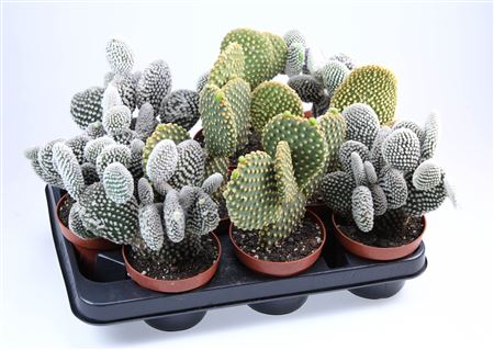 Opuntia Mix