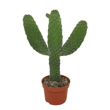 Opuntia Consulea
