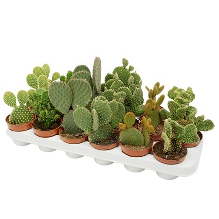 Cites Free - Opuntia Mix