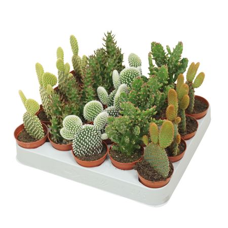 Opuntia Mix