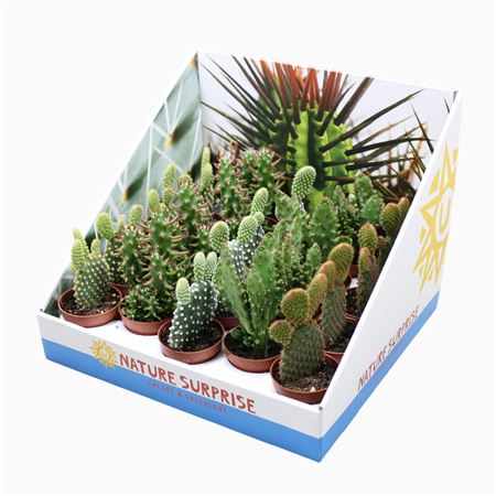 Opuntia Mix In Showbox