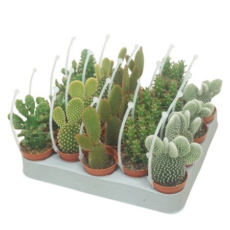 Opuntia Mix