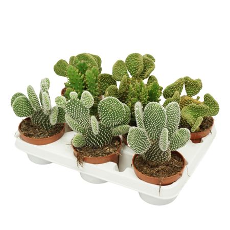 Opuntia Mix