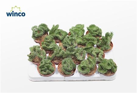 Opuntia Cylindrica Cristata