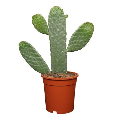 Opuntia Consulea