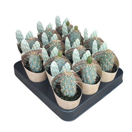 Opuntia Miquelii Potcover