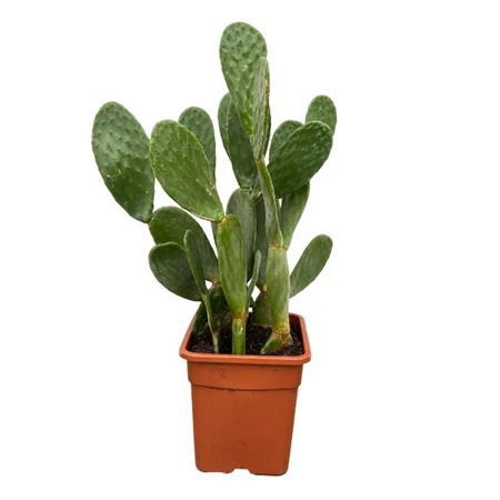 Opuntia Cactus