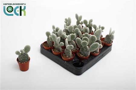 Opuntia Microdasys Albispina