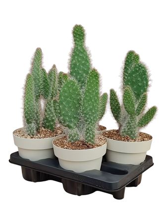 Opuntia Engelmannii Cv. Boskowitzii Potcover