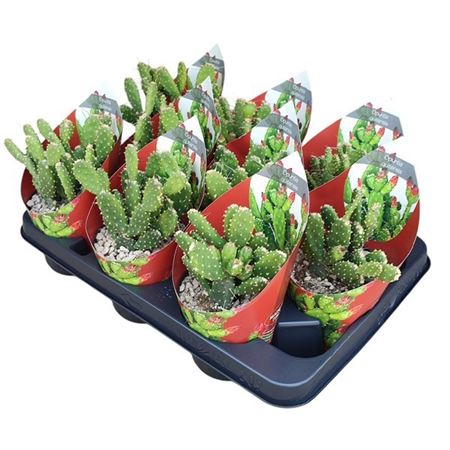 Opuntia Quitensis