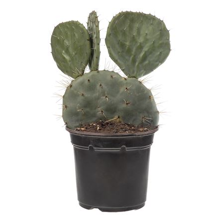 Opuntia Robusta In Pot Production
