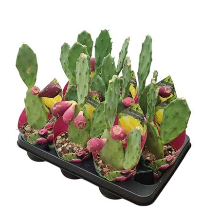 Opuntia Humifusa Potcover