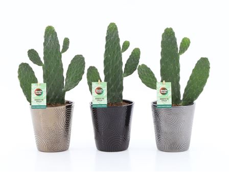 Opuntia Rubescens Consolea In Infinity Ceramic