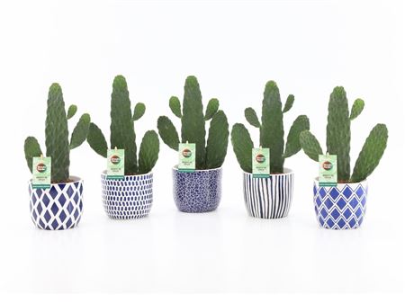 Opuntia Rubescens Consolea In Delft Blue Ceramic