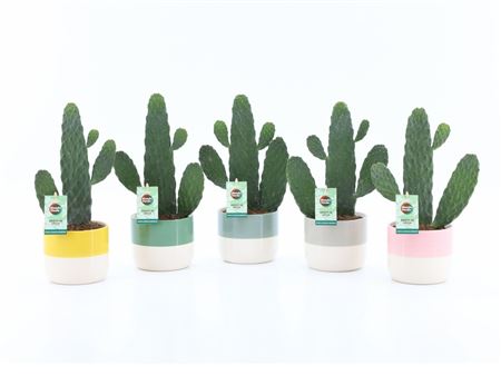 Opuntia Rubescens Consolea In Two-tone Ceramic