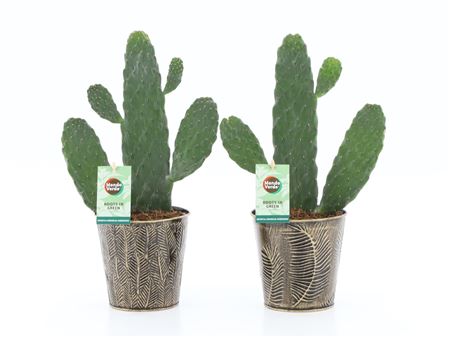 Opuntia Rubescens Consolea In Iron-leaf