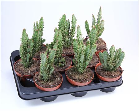 Opuntia Monacanta Variegata