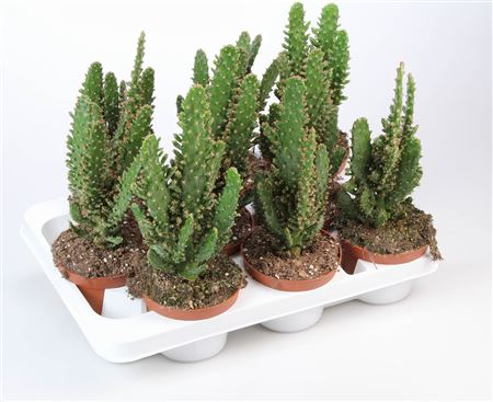 Opuntia Monacantha