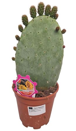 Opuntia Ficus Indica 1p