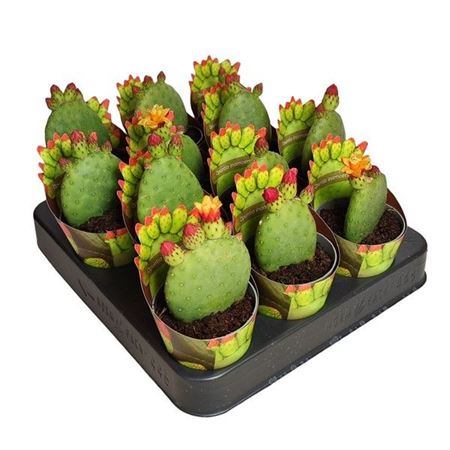 Opuntia Inamoena Potcover