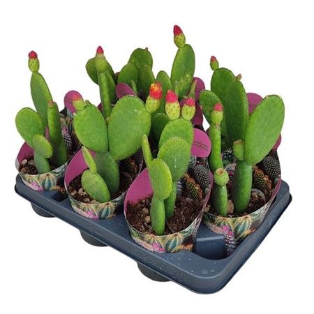 Opuntia Inamoena Potcover
