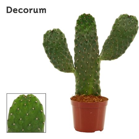 Opuntia Consolea Rubescens