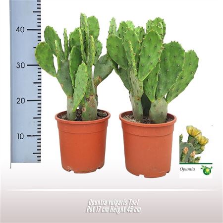 Opuntia Vulgaris