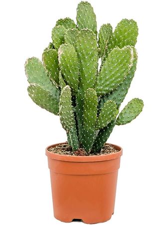 Opuntia Consolea