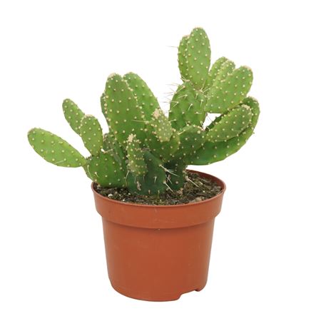 Opuntia Quitensis