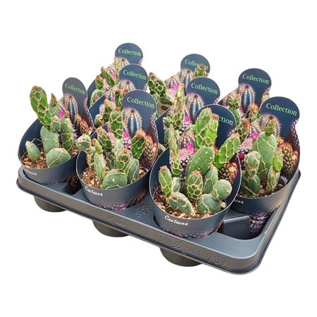 Opuntia Reticulata Cobra Potcover