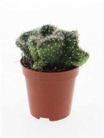 Opuntia Cylindrica Cristata