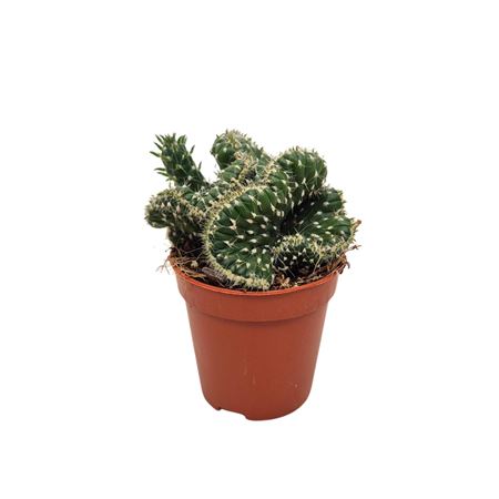Opuntia Cilindrica Cristaat 5,5 Cm