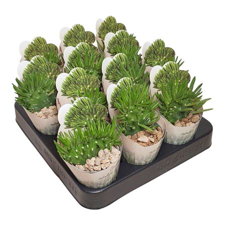 Opuntia Subulata Crestata Potcover