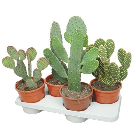 Opuntia Mix 17 Cm