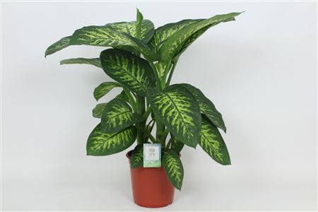 Dieffenbachia Tropic Snow