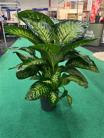 Dieffenbachia Tropic Snow