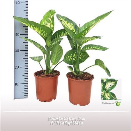 Dieffenbachia Tropic Snow