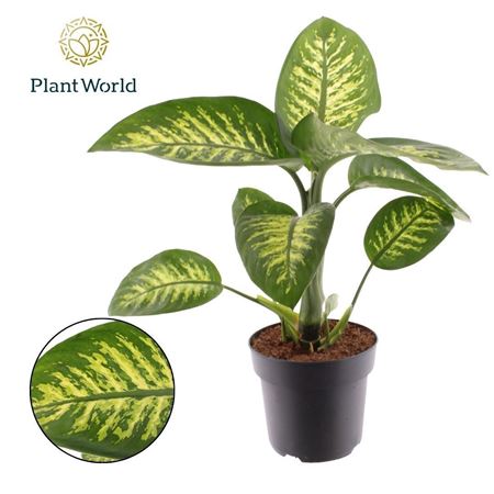 Dieffenbachia Tropic Snow