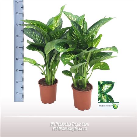 Dieffenbachia Tropic Snow
